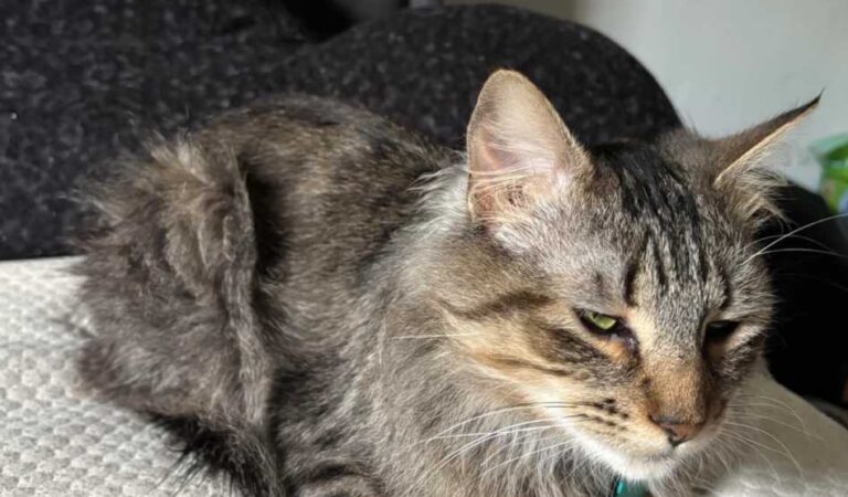 10 Adorable Cat Moments That Will Melt Your Heart